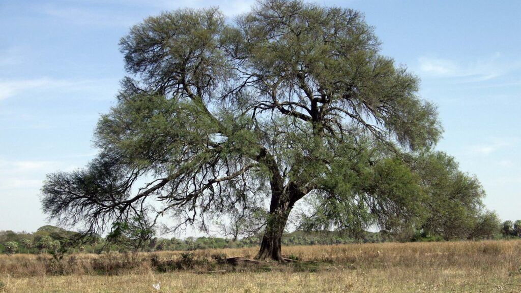 Algarrobo-el-arbol-protegido-por-una-deidad-Huarpe-San-Martin-San-Juan