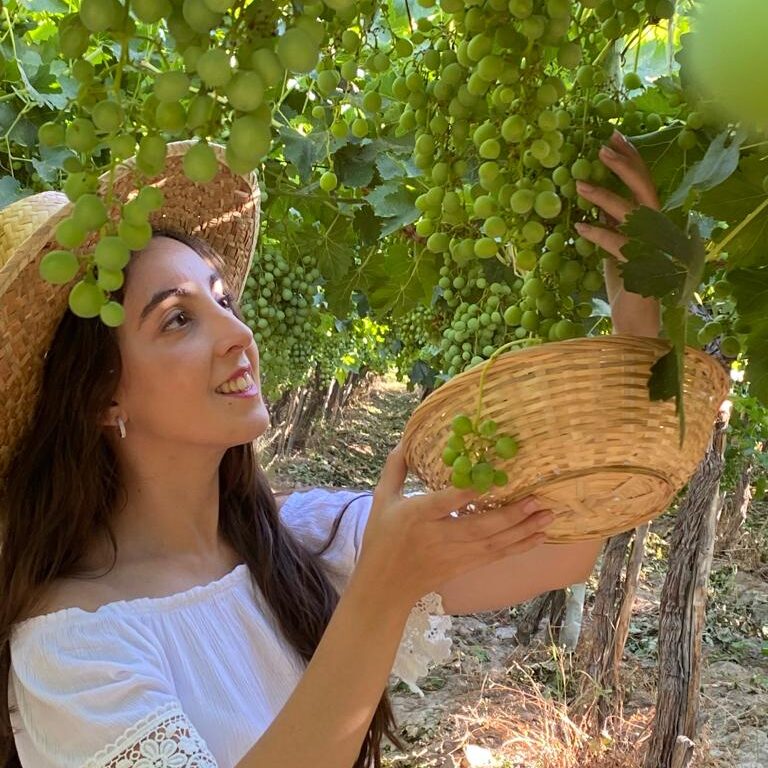 vendimia entre viñedos actividades ruta del algarrobo mujer uvas canasta