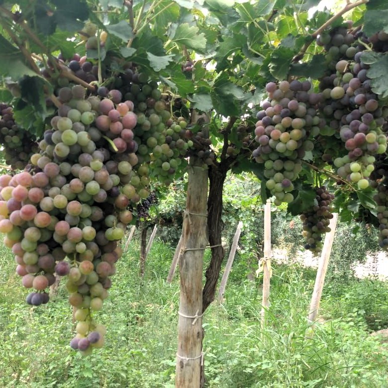 parrales parral uvas cepas finca portalito san juan san martin vinos a
