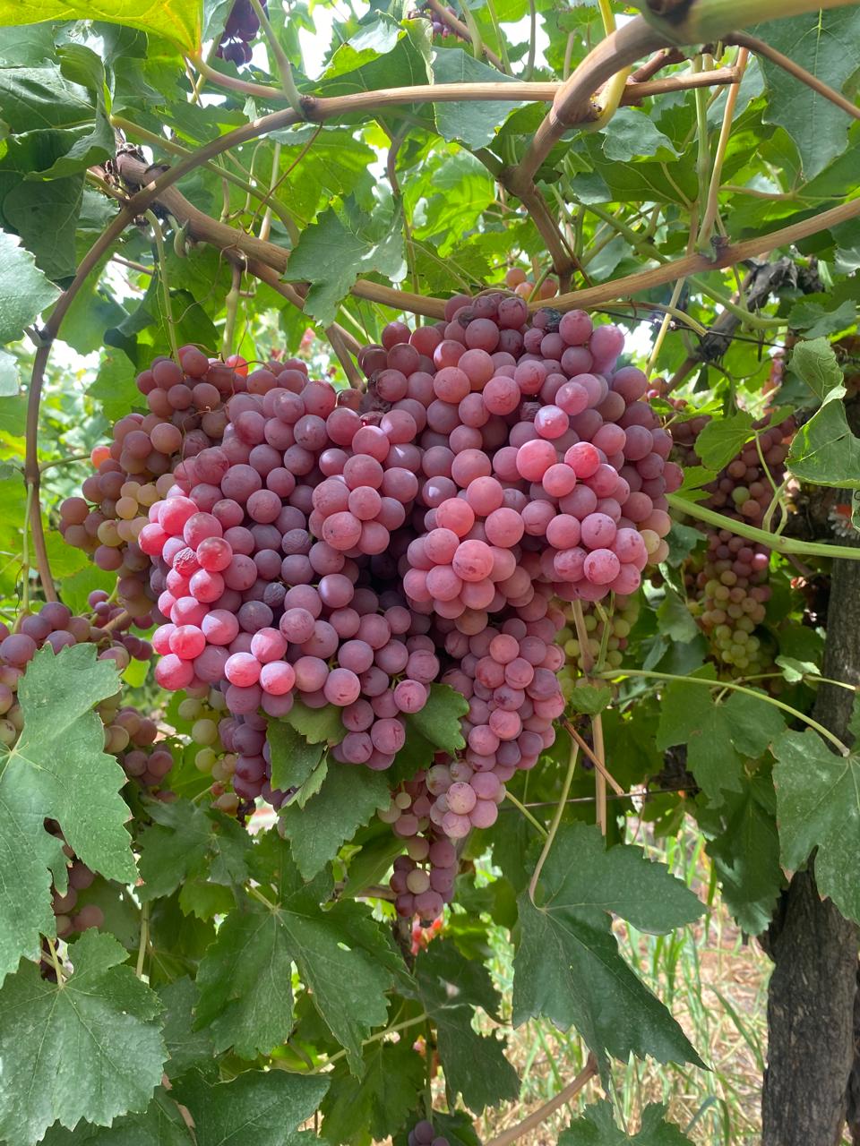 racimo de uva entre viñedos turismo ruta del algarrobo san juan