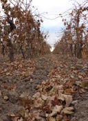 4 bloque 4 2 parral en otoño entre viñedos turismo ruta del algarrobo san juan