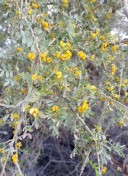 5 bloque 2 4 flor chañar entre viñedos turismo ruta del algarrobo san juan