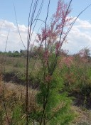 6 bloque 2 7 arbol tamarindo entre viñedos turismo ruta del algarrobo san juan