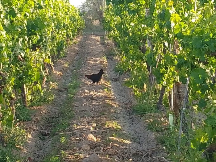 7 bloque 3 a 1 entre los parrales gallina entre viñedos turismo ruta del algarrobo san juan