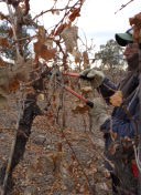 8 bloque 3 b 1 poda entre viñedos turismo ruta del algarrobo san juan