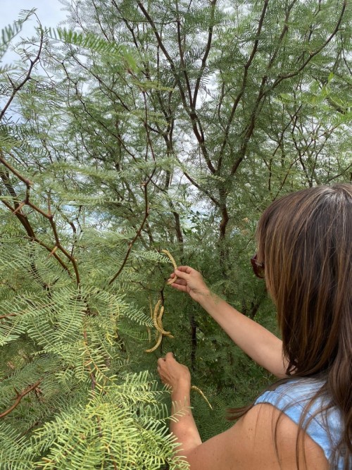 foto mujer copa racimo de uva verde entre viñedos ruta del algarrobo turismo san juan 25 de mayo