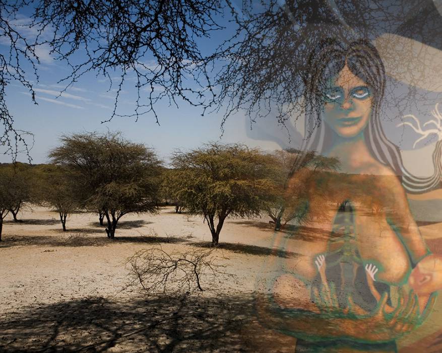 zapan zukun y el árbol sagrado el algarrobo en la historia viva de san juan