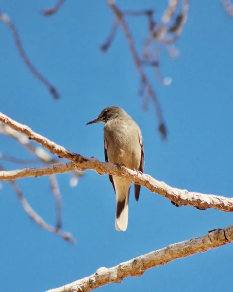 avistaje de aves en senderismo bosques y cielos valle fertil