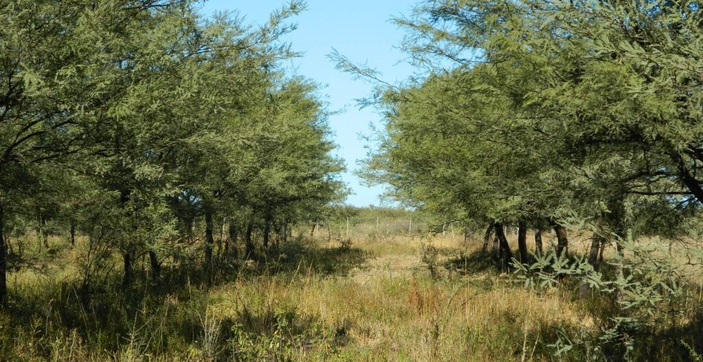 el algarrobo en san juan especies nativas clave para restaurar y proteger el monte