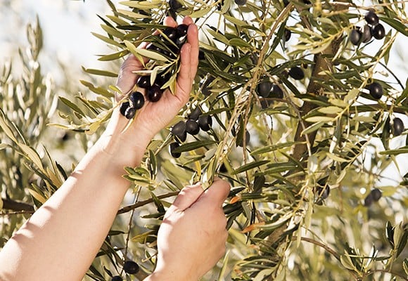 tupeli agroalimentos aceitunas olivo