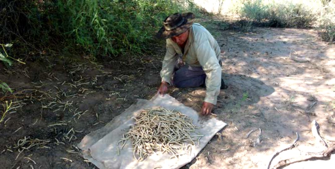 trabajando con algarroba