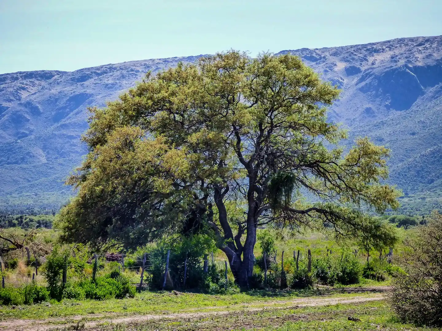 algarrobo blanco prosopis alba ruta san juan san martin